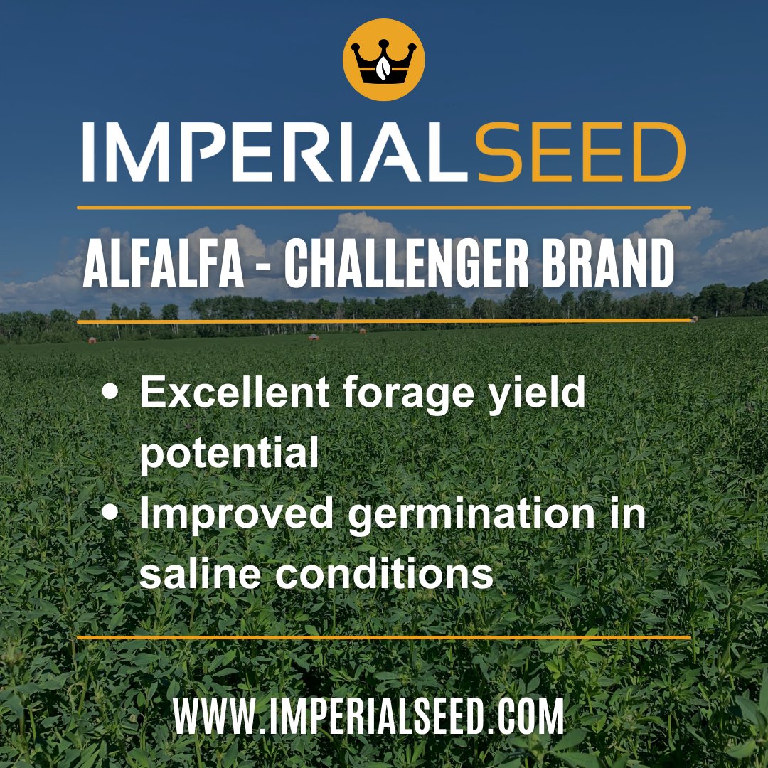 ImperialSeed's tweet photo. Looking for Alfalfa with an increased salt tolerance? We’ve got just what you’re looking for with our Challenger Brand! 

At Imperial Seed, we do not apply any other coatings to our alfalfa seed. 

Learn more: general@imperialseed.com
📞(204) 786-8457
🌎https://t.co/rMS42YzZoC https://t.co/6283hEdKmK