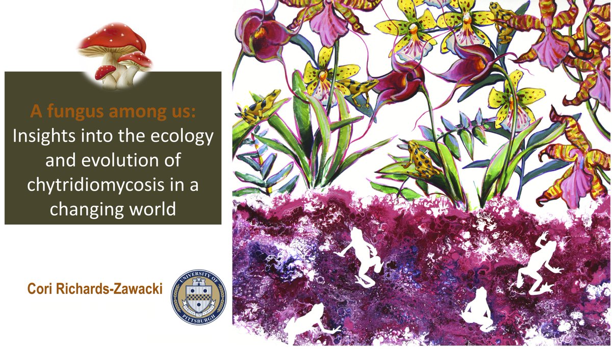 Join us Tuesday (5/16) at 7pm at the PLE Dining Hall (11758 Fries Rd.) for a seminar by <a href="/PittPymLab/">Pymatuning Lab of Ecology</a> director <a href="/Cori_Zawacki/">Corinne Zawacki</a> about her lab's research on how amphibians are fighting back against the fungus that has caused their declines worldwide.