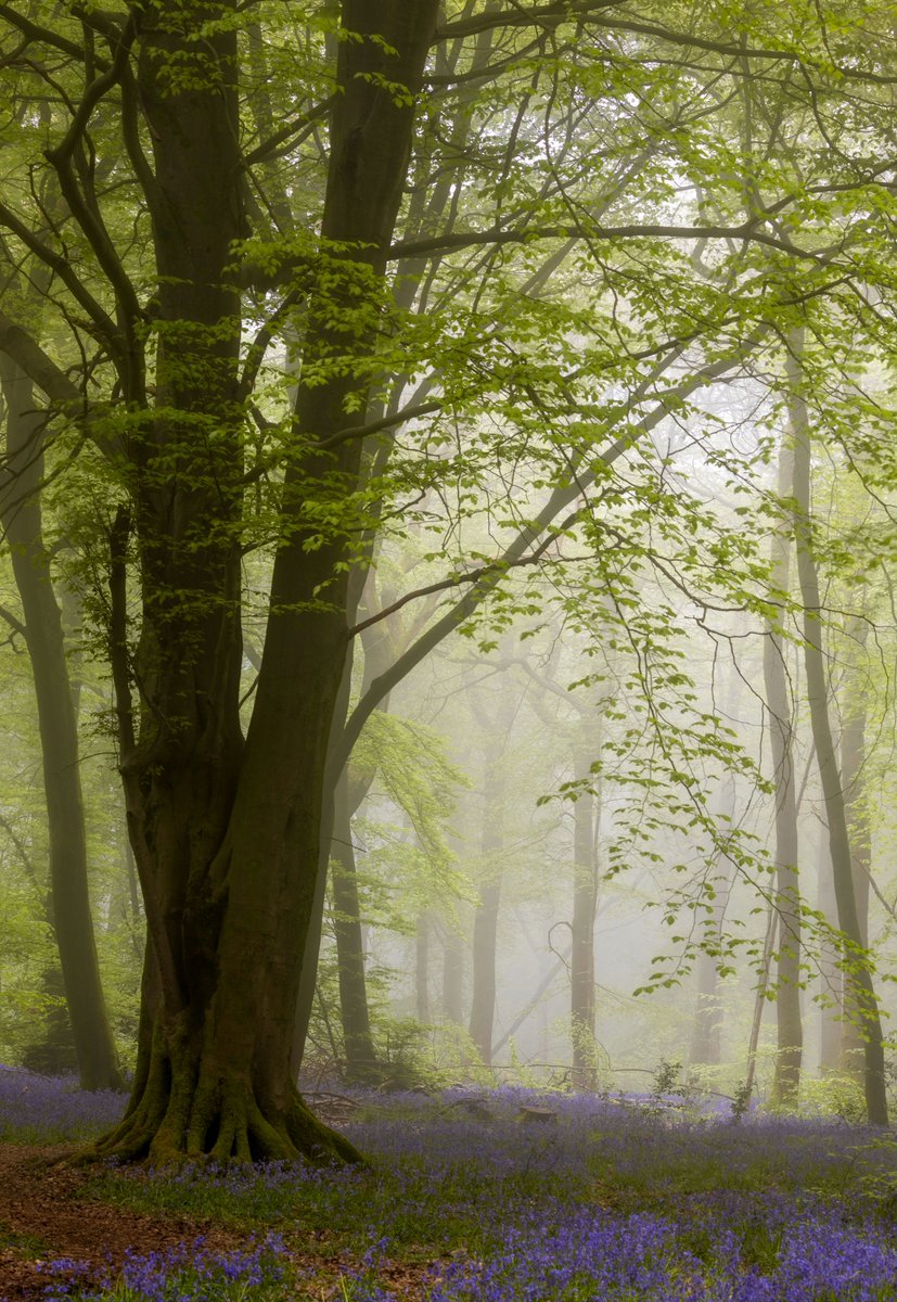 Another misty woodland spring shot. With a hint of bluebells. 
#wexmondays
#fsprintmonday 
#appicoftheweek
#sharemondays2023
@CanonUKandIE 
@kasefil