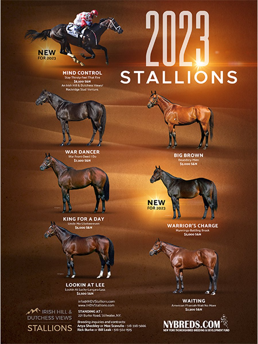 War Dancer- HUGE NYRA Allowance winners Sat & Sun Big Brown-the broodmare sire of MAGE Mind Control&Warrior's Charge-building impressive books King for a Day&Lookin At Lee- have beautiful yearlings Waiting's first foals playing in the paddocks Get your foaling mares booked today!