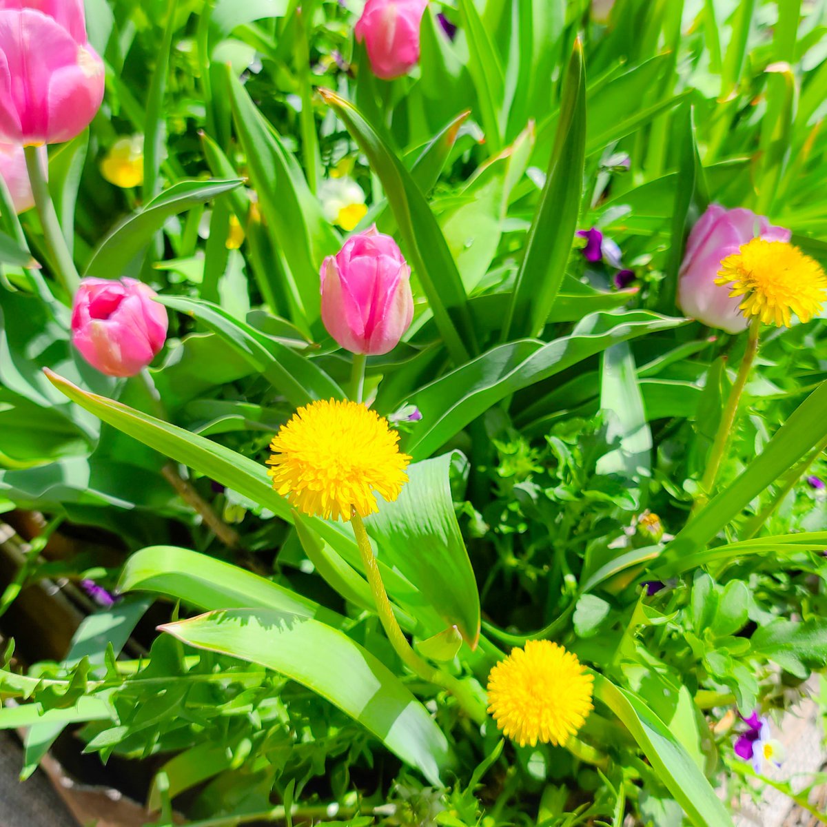 MtnTopSpice's tweet image. Early spring blooms - some planted, some volunteer - but all loved! #spring #Mondaymorning #bloomi