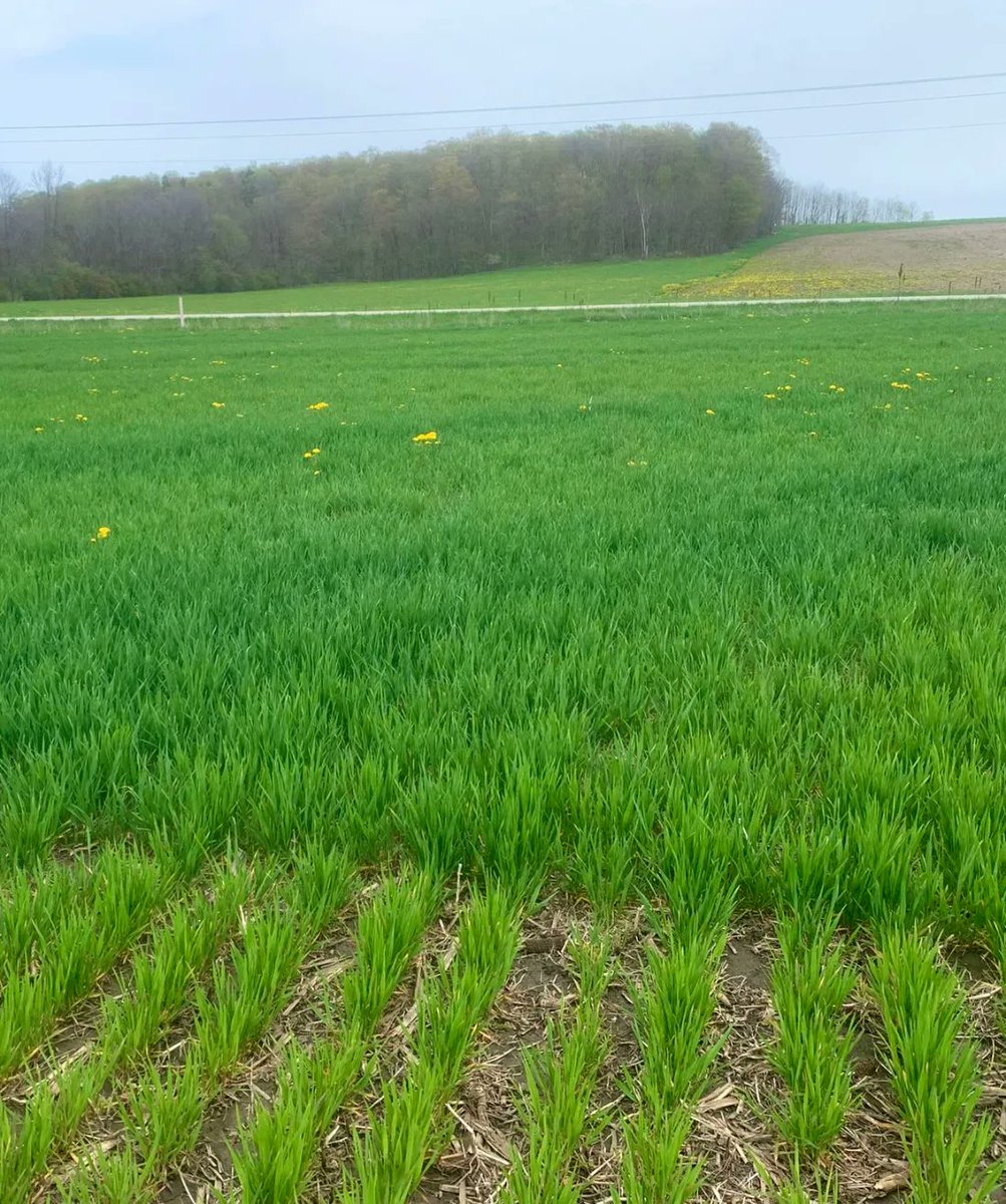 Can't help but smile when you see results like this early on in the season! 🌾

Excelis Maxx, our nitrogen stabilizer, is already make a huge difference to this grower's 28%/ATS program in Bruce County, ON! Big yields are on the way!

TimacAgro.ca

📸  <a href="/AlexandraHawry1/">Alexandra Hawrylak</a>
