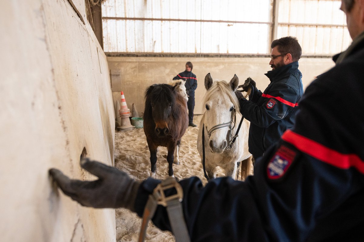 pompiers36's tweet photo. 🐍🐎 3 sapeurs-pompiers de l'Indre ont suivi le stage pour devenir formateur sur les risques animaliers. 

🧑‍🚒 Des serpents aux chevaux, tous les @pompiers36 apprennent à prendre en charge ces animaux lors d'interventions, notamment en cas d'accident ou d'incendie. https://t.co/JKwLl2Ylsi