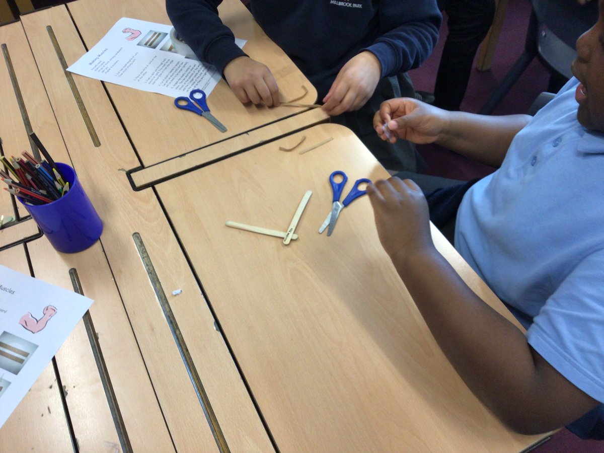 mbpsyear3's tweet image. Here are our muscles!  @MBPSHead @LDBSLAT #mbpsscience @TeamThree11  A 🧵