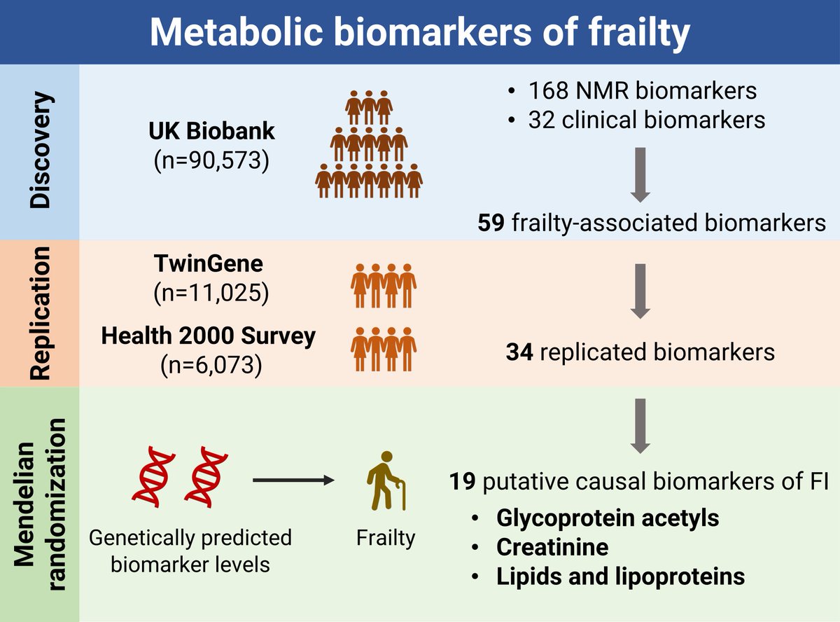 JonathanKLMak's tweet photo. Excited to share my PhD study on #metabolomics of #frailty published in @Aging_Cell! Our observational and MR results highlight #GlycA as a potential #biomarker of frailty.

https://t.co/AwqKeBR7uI

Huge thanks to my supervisors and coauthors! @HaggSara @LauraK93142536 @RalfKH https://t.co/MMuXxYstiH