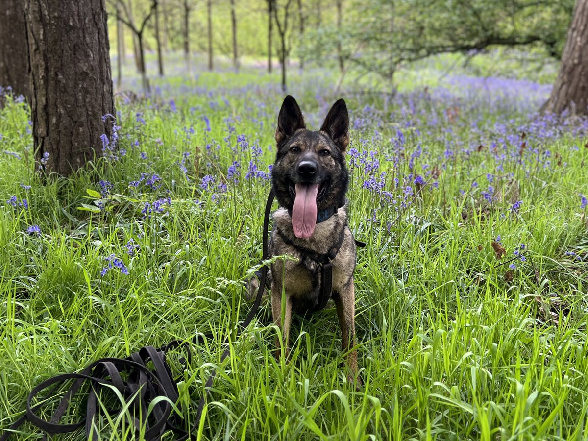 WarksPoliceDogs's tweet image. A 🚘 belonging to a Misper was located in a rural location with a 2hr time lapse. PD Jinx was tasked to track &amp;amp; quickly located the missing person unconscious in woodland. They are now at hospital getting the help they need. #TheNoseKnows #CrackingTracking #FindingPeopleInCrisis