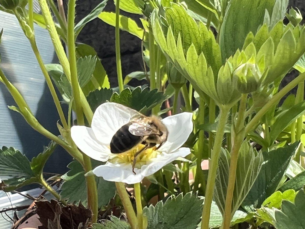 Bees are busy on the strawberries today