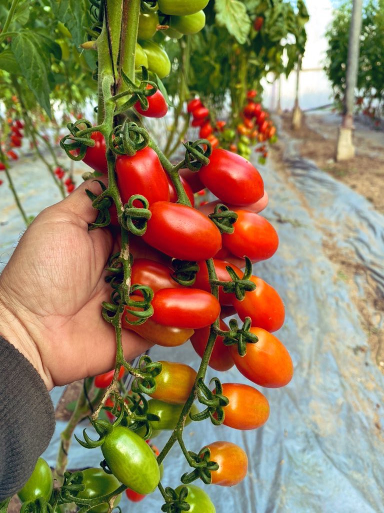 ولنا في الزراعة حياة 🍅 الشيري