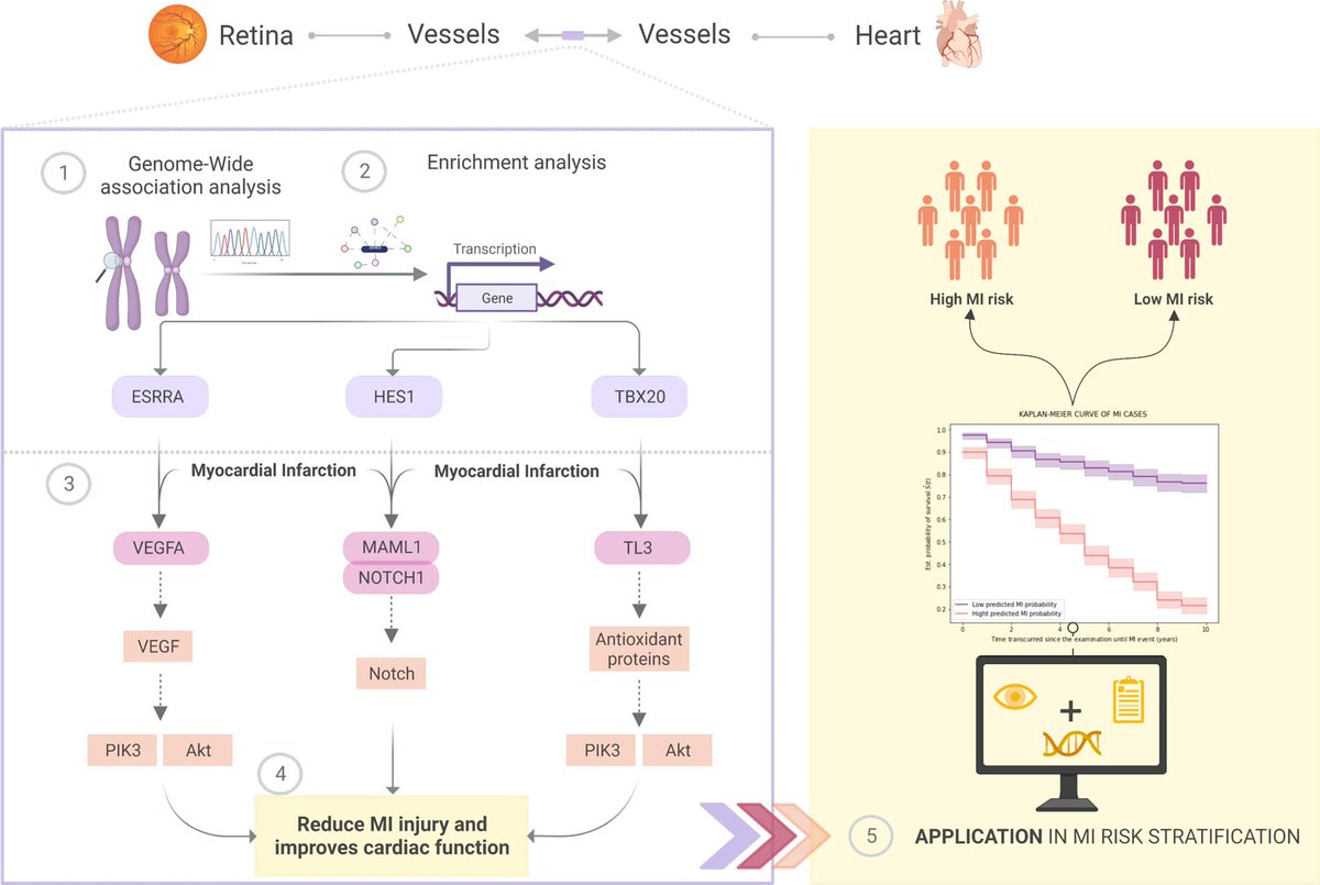 Communications Biology (@commsbio) on Twitter photo A #GWAS from <a href="/anavillave/">Ana Villaplana-Velasco</a>, <a href="/erolaPC/">Erola Pairó Castiñeira</a>, & <a href="/mobernabeu/">Miguel O. Bernabeu</a> finds an inverse relationship between the progression of coronary artery disease & retinal vasculature complexity measured as fractal dimension
nature.com/articles/s4200… A #GWAS from <a href="/anavillave/">Ana Villaplana-Velasco</a>, <a href="/erolaPC/">Erola Pairó Castiñeira</a>, & <a href="/mobernabeu/">Miguel O. Bernabeu</a> finds an inverse relationship between the progression of coronary artery disease & retinal vasculature complexity measured as fractal dimension
nature.com/articles/s4200…