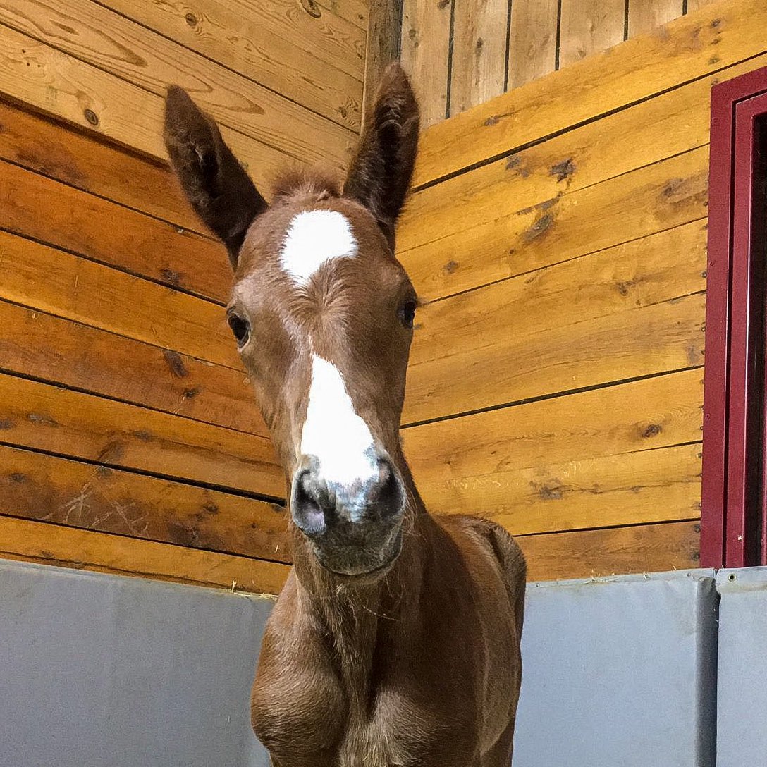 Omg look at this face!!! 😍🥰😘 In the shadow of midnight, Lemon Gin foaled a filly by Tiz The Law ~ narrowly making this a Mother’s Day bambino which is so fitting for Lemon ☺️ #supermom #glennwood #storknews