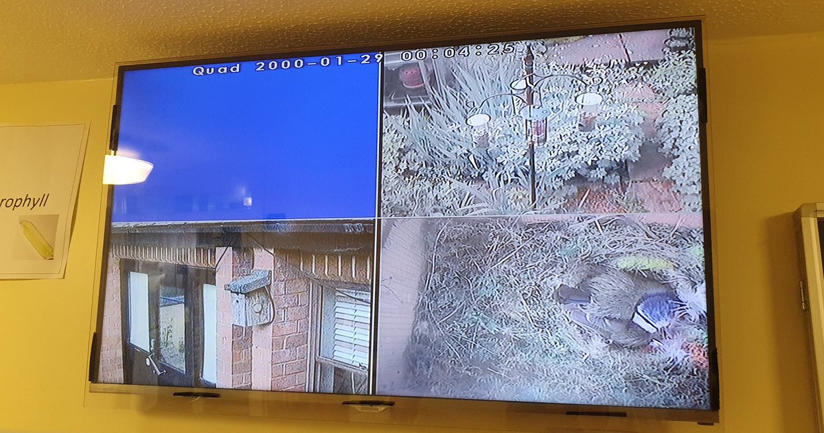 Ben Dewhurst (@dewhurst_ben) on Twitter photo Until <a href="/BBCSpringwatch/">BBC Springwatch</a> is on, we have our own <a href="/WymondhamCol/">Wymondham College</a> version.
Not long until they hatch now 🥚🐣🐦 Until <a href="/BBCSpringwatch/">BBC Springwatch</a> is on, we have our own <a href="/WymondhamCol/">Wymondham College</a> version.
Not long until they hatch now 🥚🐣🐦