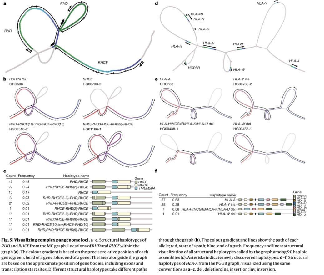 🧬🧬 Para el Instituto de Genética de La Paz y otros investigadores, la presentación del primer pangenoma (mapa más completo del ADN humano logrado hasta ahora) permite una revolución en investigación y gran impacto en salud y desarrollo de enfermedades. lnkd.in/dBh2Y4Tz