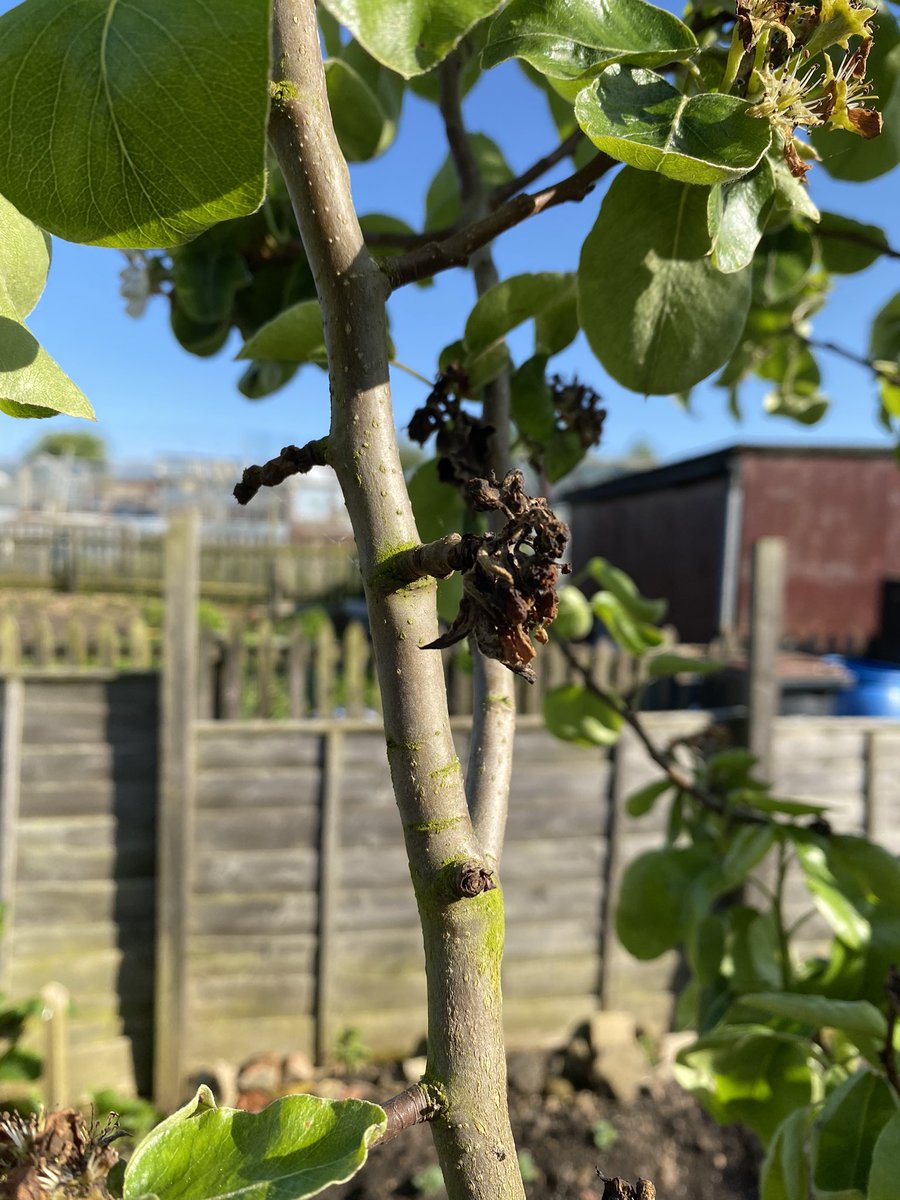DrElePeri's tweet photo. @The_RHS wondering why our pear tree doesn’t make any pears, it’s been 3 years. This is what the tree looks like right now. Thank you for the advice. https://t.co/JSlz40TRK2