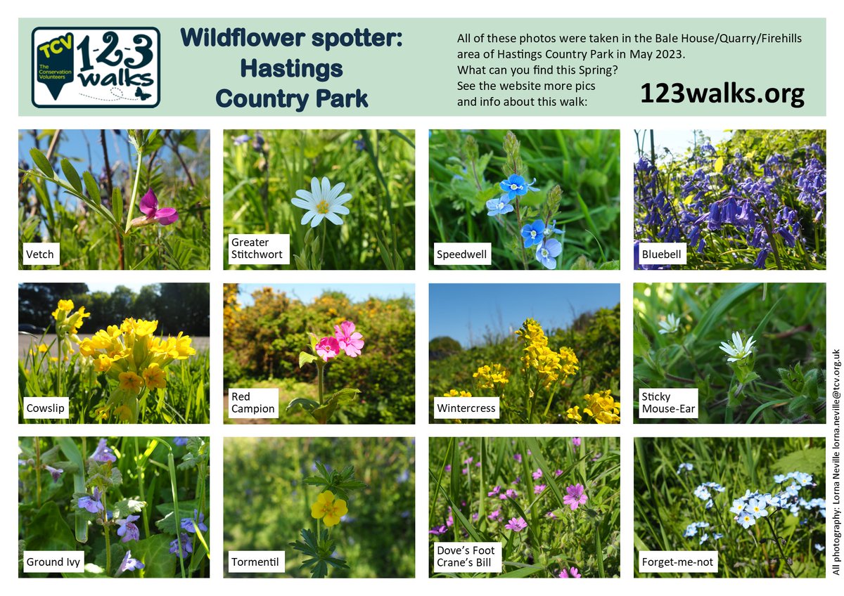 123Walks's tweet photo. Wildflowers at #Hastings Country Park.
See 123 Walks FB page for lots more pics.
#hastingswalks #hastingsnature #springwalks #connectwithnature #walkforwellbeing https://t.co/e6MxH3T1Ou