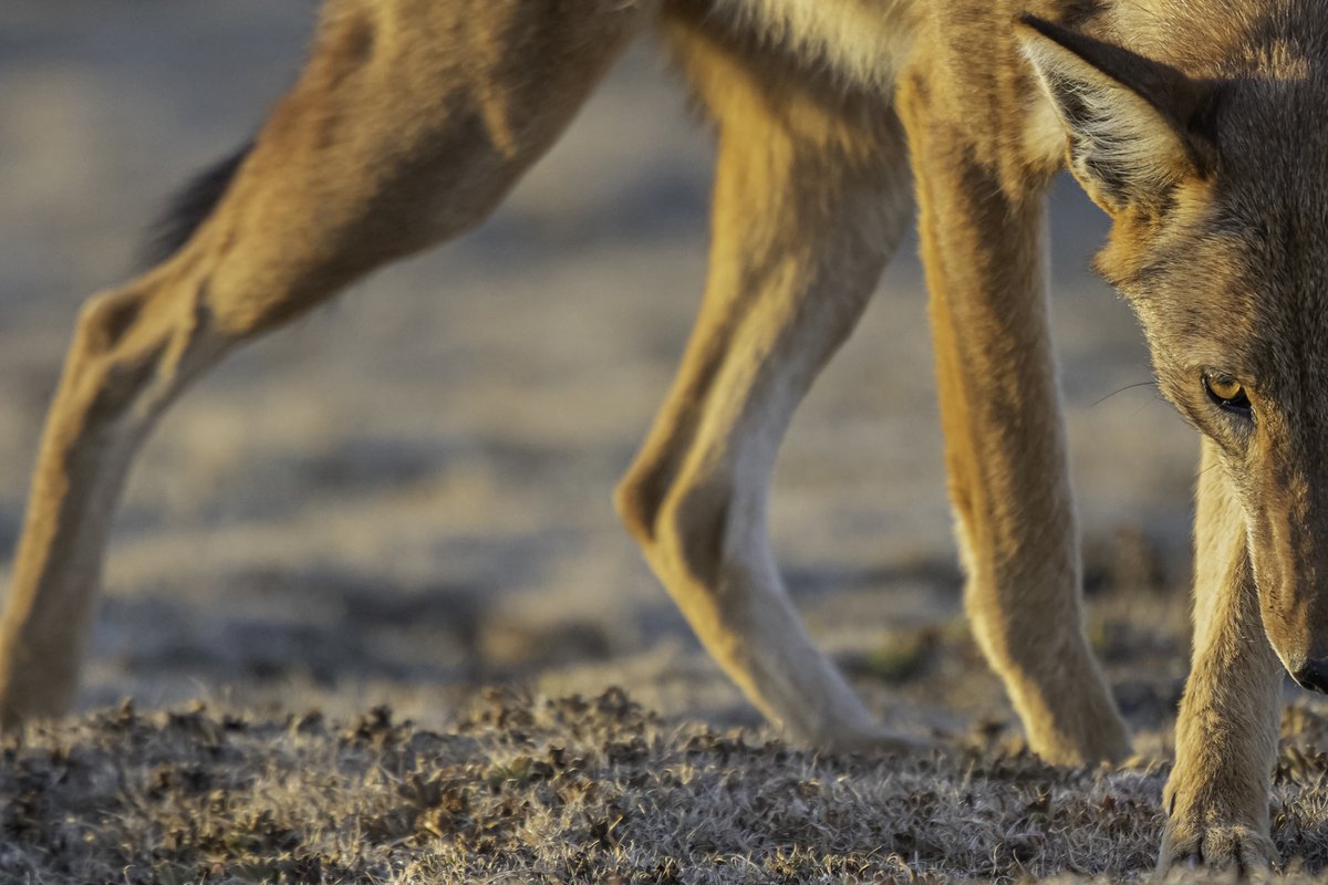 For my very first "Tweet"😊 I share my favorite picture about Ethiopian Wolf, my passion. Thank to the job of <a href="/kykebero/">EWCP Ethiopian Wolf Conservation</a> I am able to visit that species 5 times rarer than Giant panda. That was a very close encounter ...A magical moment for me.