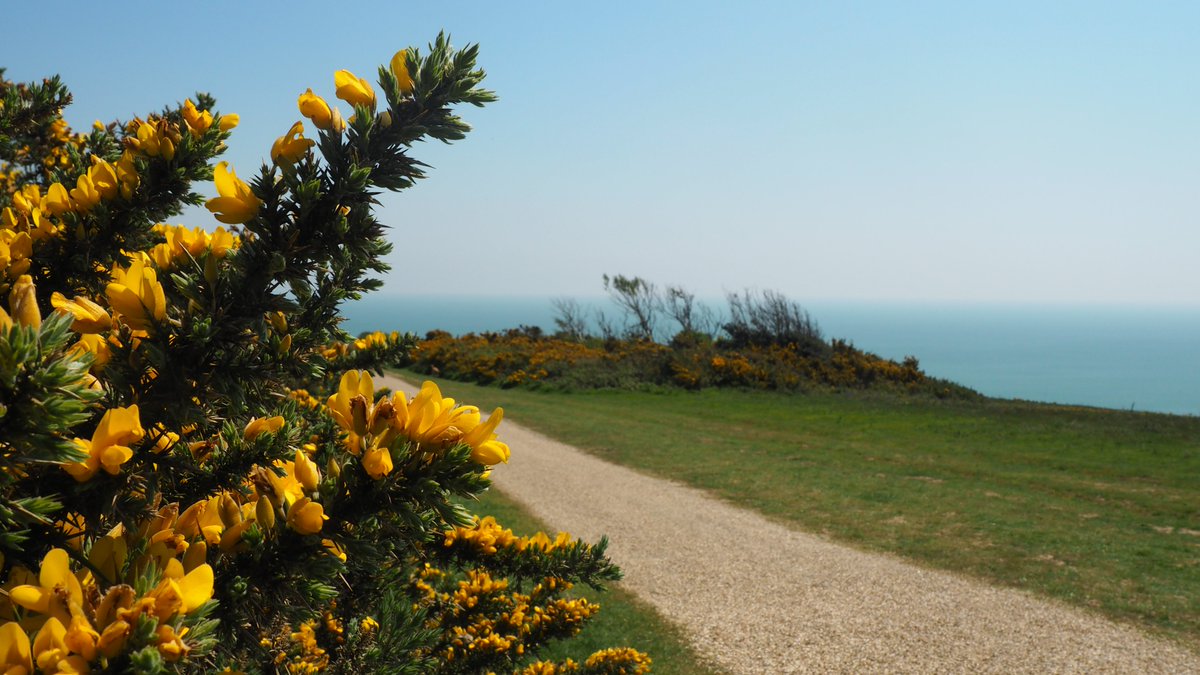 123Walks's tweet photo. Wildflowers at #Hastings Country Park.
See 123 Walks FB page for lots more pics.
#hastingswalks #hastingsnature #springwalks #connectwithnature #walkforwellbeing https://t.co/e6MxH3T1Ou