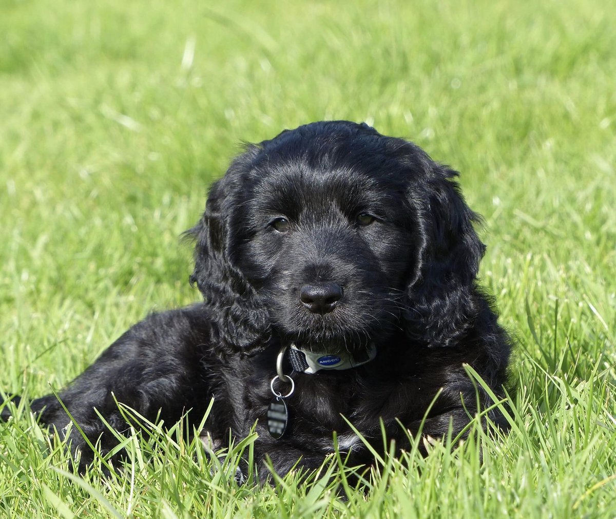 Little Gandalf has certainly worked his magic on us already!  😍🧙‍♂️

Our very cute cockapoo pup recently moved in with his volunteer puppy trainer and he has wasted no time in exploring his new garden 🐶