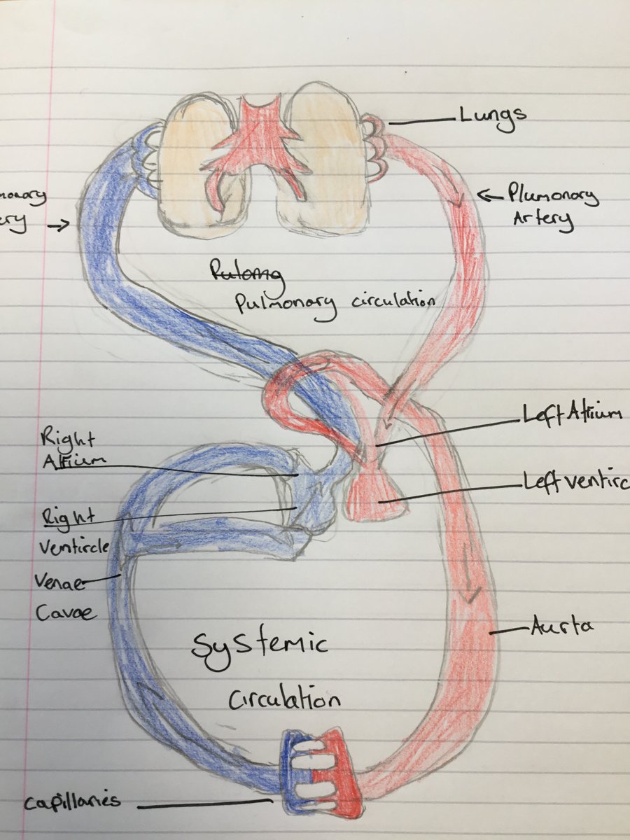 Year6Beck's tweet photo. This afternoon, Year 6 have learnt about the circulatory system. They have drawn and annotated a diagram to show how our blood is carried around our body. #BeckScience https://t.co/I6tJFY4v75