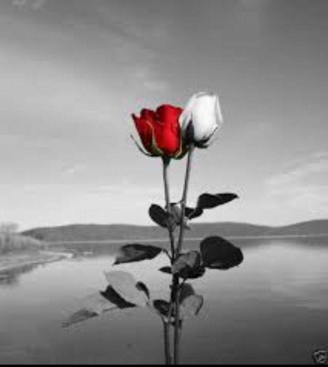 F_1__8's tweet photo. •
هـناك أشخاص رائعون قلوبهـم كغيمه ماطره لايهطلون إلابكل جميل

وجودهم في حياتنا نعمه👌

#مساء_الخير_والسعاده_للجميع https://t.co/2E82MokJcV