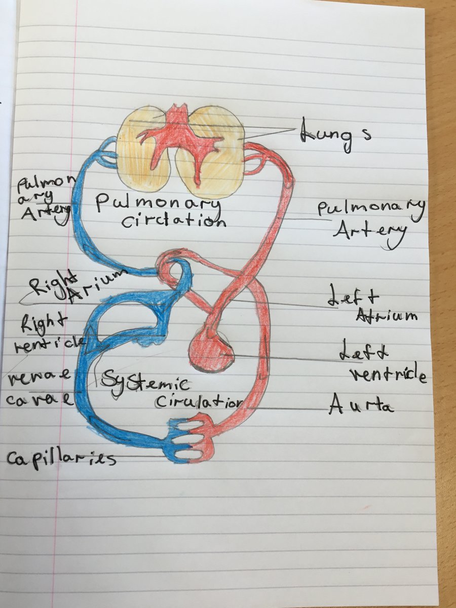 Year6Beck's tweet photo. This afternoon, Year 6 have learnt about the circulatory system. They have drawn and annotated a diagram to show how our blood is carried around our body. #BeckScience https://t.co/I6tJFY4v75