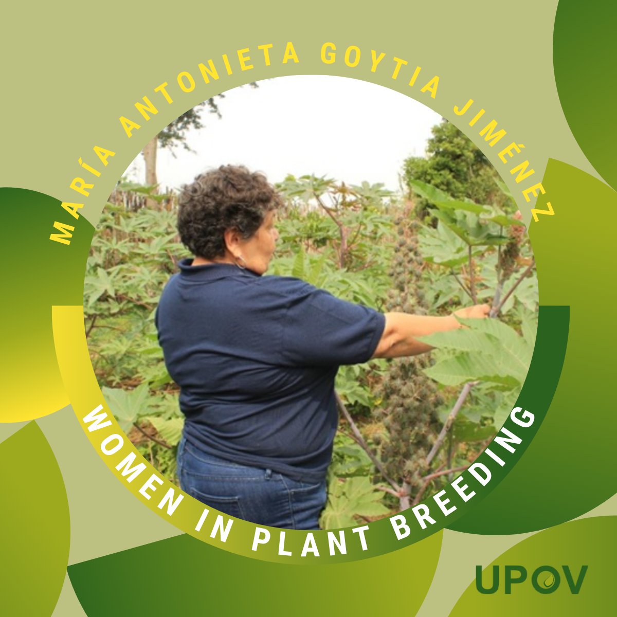 From the #WorldIPDay Gallery ➡️ Maria Antonieta Goytia Jimenez worked on the development of #NewPlantVarieties of Castor bean and their use as bioplastics, biodiesel, bio fertilizers, and animal fodder & feed.
ow.ly/UZvG50OnWEE