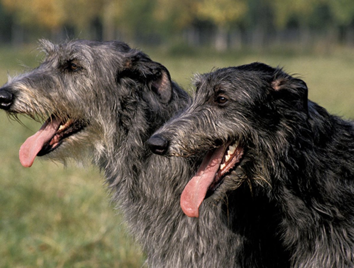 #BreedFact: The #ScottishDeerhound is quiet and dignified, keen and alert. Easily trained, the #Deerhound is dependably loyal and devoted to its owner.

Learn more:

ow.ly/Ch9W50OnSeS