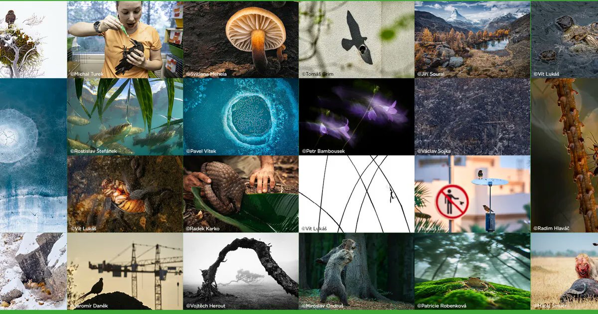 Již posedmé byla udělována ocenění v soutěži Czech Nature Photo, kterou pořádá organizace Czech Photo. FOMEI je již tradičně hrdým partnerem soutěže. 

➡️ Vítězné snímky: czechphoto.org/cnp/vysledky-2…