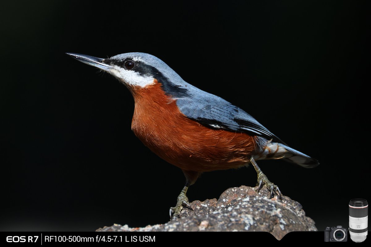 CANON India tweet media