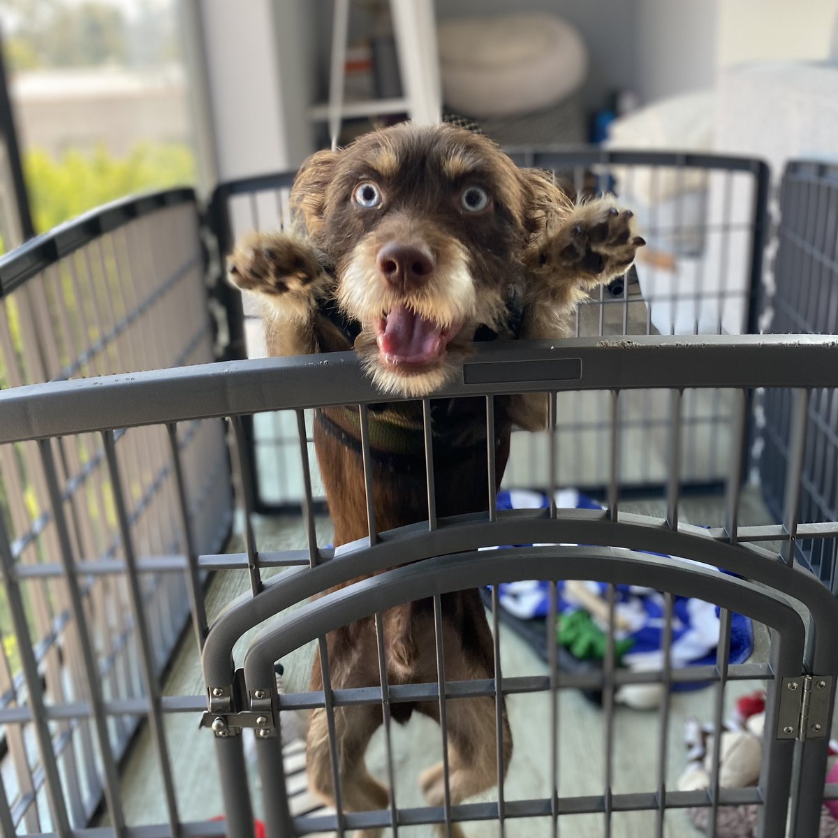 loveatfirstsit's tweet photo. While much can be uncertain in the path of puppy training, what is irrefutable is that “nobody,” and we mean “nobody puts baby [Prince] in a corner!” So says himself❗️👑🐕 #dogtraining https://t.co/MKHSNCnVG8