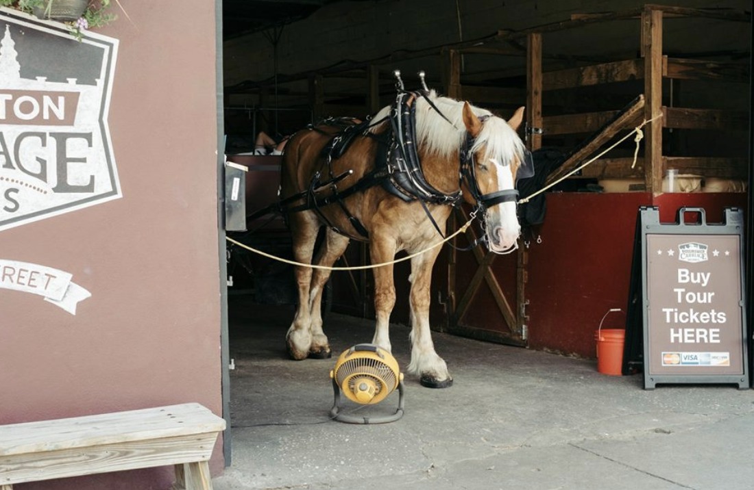 Did you know the Carriage Animals can be forced to work up to 10hrs at a time with a wagon in tow? They work these hrs in the grueling heat.

It's 'Heat Safety Week' in CHS - Ask City Council to take a good look at the extreme ordinance. #HeatSafetyWeek

charleston-sc.gov/180/Members-Di…