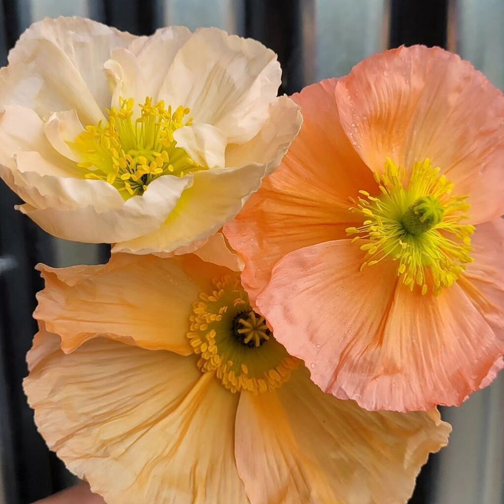 Just realised that we've been picking these ravishing Iceland Poppies for 11 weeks. They show no sign of slowing down their prodigious output either. They've been a huge hit with our customers and earned every inch of their tunnel space.

First class see… instagr.am/p/CsRB4K9q3tv/