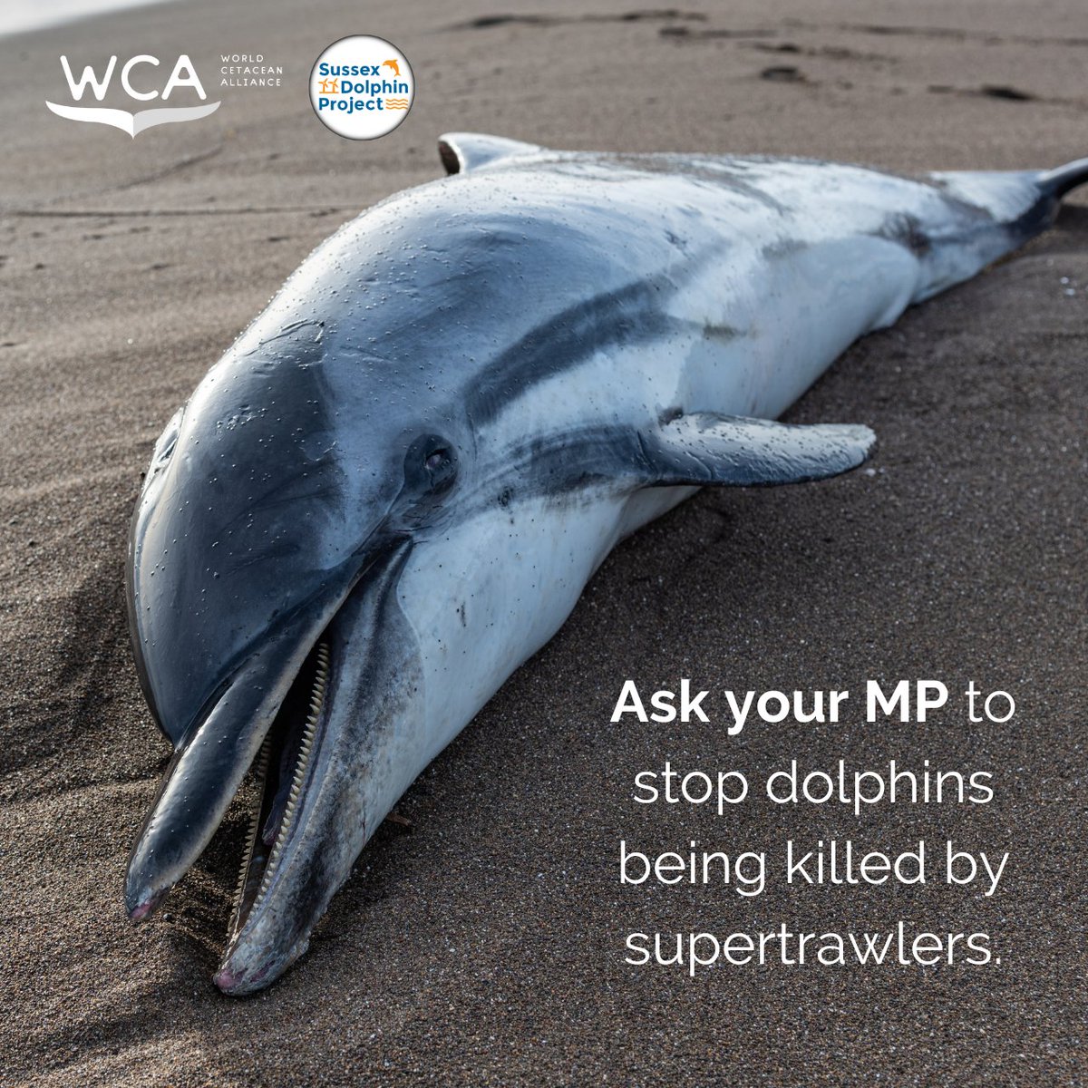 WorldCetacean's tweet photo. UK supporters: we need your help! 🐬
Write to your MP today and ask them to take action to protect #dolphins from supertrawlers: https://t.co/VWWDmDkCeB https://t.co/hXyQFt20OW