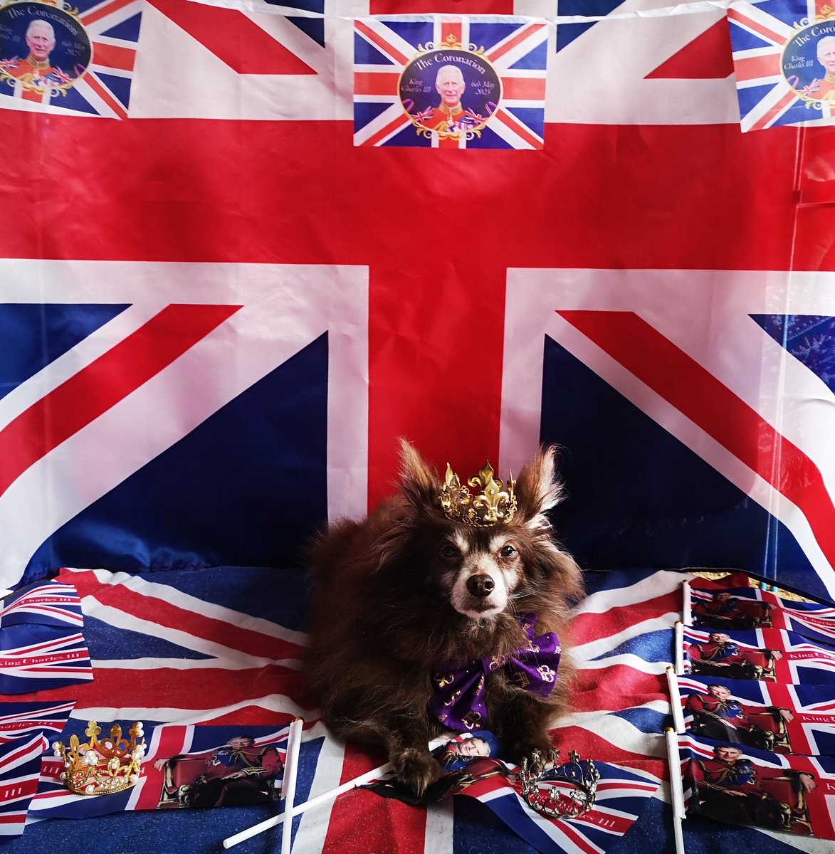 bevphilkatie's tweet image. #gor2023mygorpets

Prince Scoobus Churchill Von Scoob the first 👑
Aka Scooby @GorPets