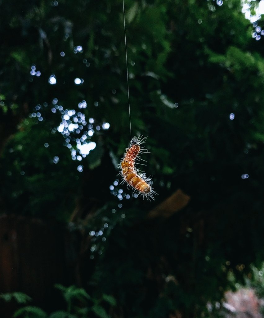 AhanaPaul_13's tweet photo. Caterpillar
#photographer #photographylovers #nature #instect #NaturePhotography #naturelovers #insectphotography https://t.co/HNULrKR95V