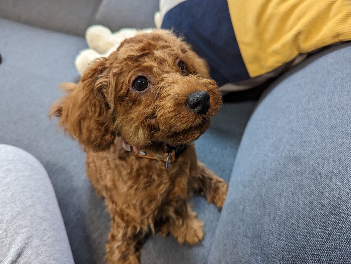 usuemon's tweet photo. うちの子かわよい🐕 https://t.co/g5kTN0Wc1L