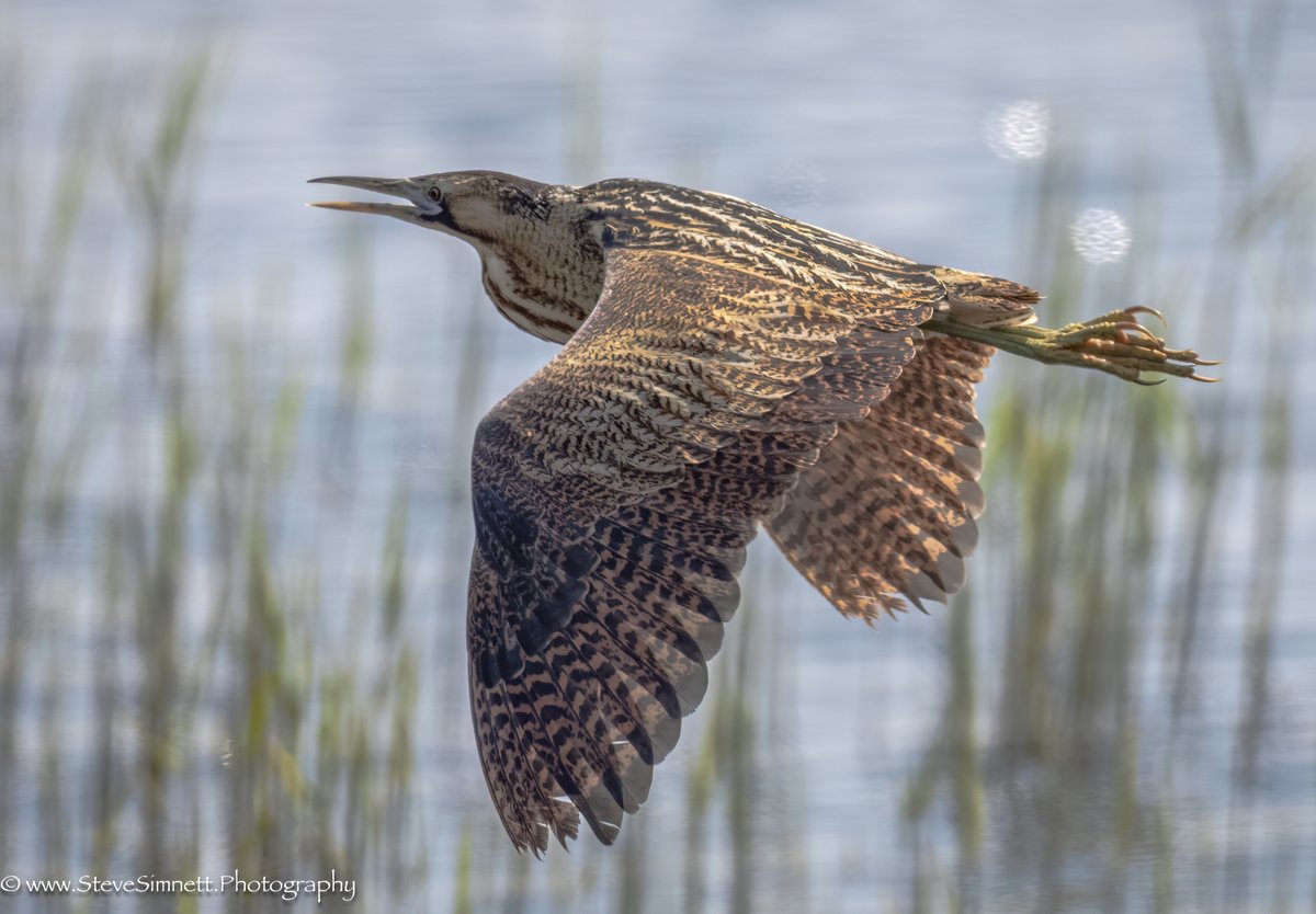 What an excellent day trip yesterday (14th May '23) to RSPB Minsmere by coach. 31 members enjoyed around 82+ species. The best being Bittern (booming), Bearded Reedling and hunting Hobby's. Of course too, the Sand Martin colony and the iconic Avocets @Natures_Voice @RSPBMinsmere