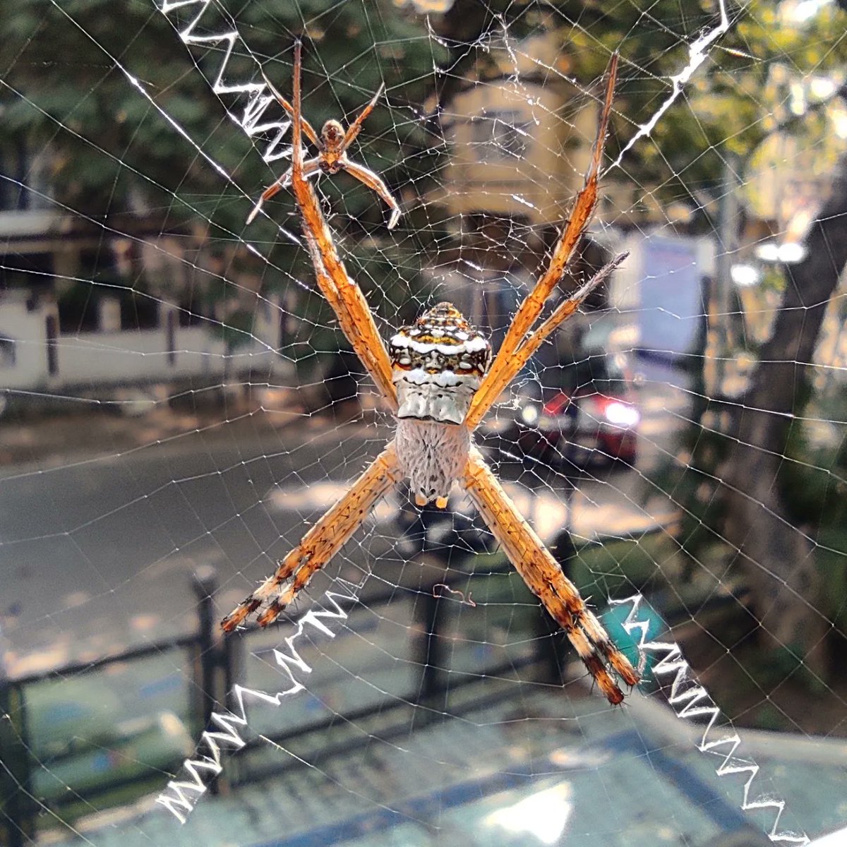 #ArgiopeArgentata, commonly known as the #SilverArgiope

#insects #orbweaverspider #macrophotography #macroshot #insectphotography #insects_macro #myclick #spiders #pocom2pro #nofilter #spider  #photographylife #photographylovers #photographyart  #insectphoto #closeupphotography