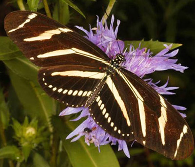 FLSpacePort's tweet photo. oh wow, the catapillars I saved off a vine, are the #Florida State #Butterfly
#ZebraLongwing 
Had no clue, Im just very Compassionate 💚🌴😉 https://t.co/bQawxYht9C