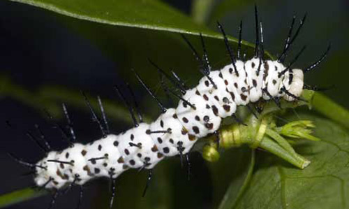 FLSpacePort's tweet photo. oh wow, the catapillars I saved off a vine, are the #Florida State #Butterfly
#ZebraLongwing 
Had no clue, Im just very Compassionate 💚🌴😉 https://t.co/bQawxYht9C