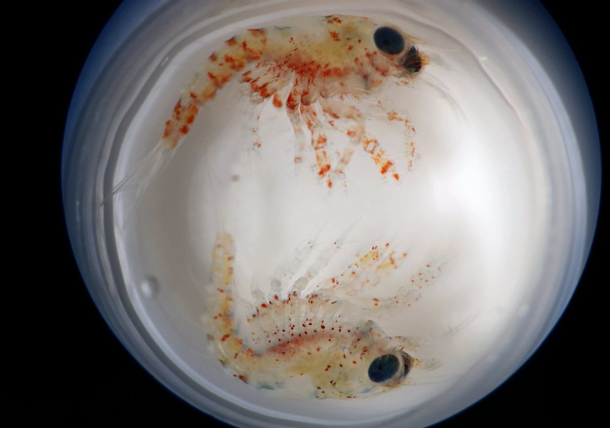 Maine Sea Grant (@maine_sea_grant) on Twitter photo Did you know this is what a #lobster larva looks like? Changing water temperatures and chemistry affects their health. arcg.is/18iWHe1
<a href="/SeaGrant/">NOAA Sea Grant</a> <a href="/VIMS_Grad_Dean/">VIMS-School of Marine Science</a> <a href="/VIMS_News/">Virginia Institute of Marine Science</a> <a href="/WHOI/">Woods Hole Oceanographic Institution (WHOI)</a>
<a href="/EmilyBRivest/">Emily Rivest</a> 📷:<a href="/vaseagrant/">Virginia Sea Grant</a>
#SeaGrantLobster #ClimateChange #ScienceTwitter #AmericanLobster Did you know this is what a #lobster larva looks like? Changing water temperatures and chemistry affects their health. arcg.is/18iWHe1
<a href="/SeaGrant/">NOAA Sea Grant</a> <a href="/VIMS_Grad_Dean/">VIMS-School of Marine Science</a> <a href="/VIMS_News/">Virginia Institute of Marine Science</a> <a href="/WHOI/">Woods Hole Oceanographic Institution (WHOI)</a>
<a href="/EmilyBRivest/">Emily Rivest</a> 📷:<a href="/vaseagrant/">Virginia Sea Grant</a>
#SeaGrantLobster #ClimateChange #ScienceTwitter #AmericanLobster