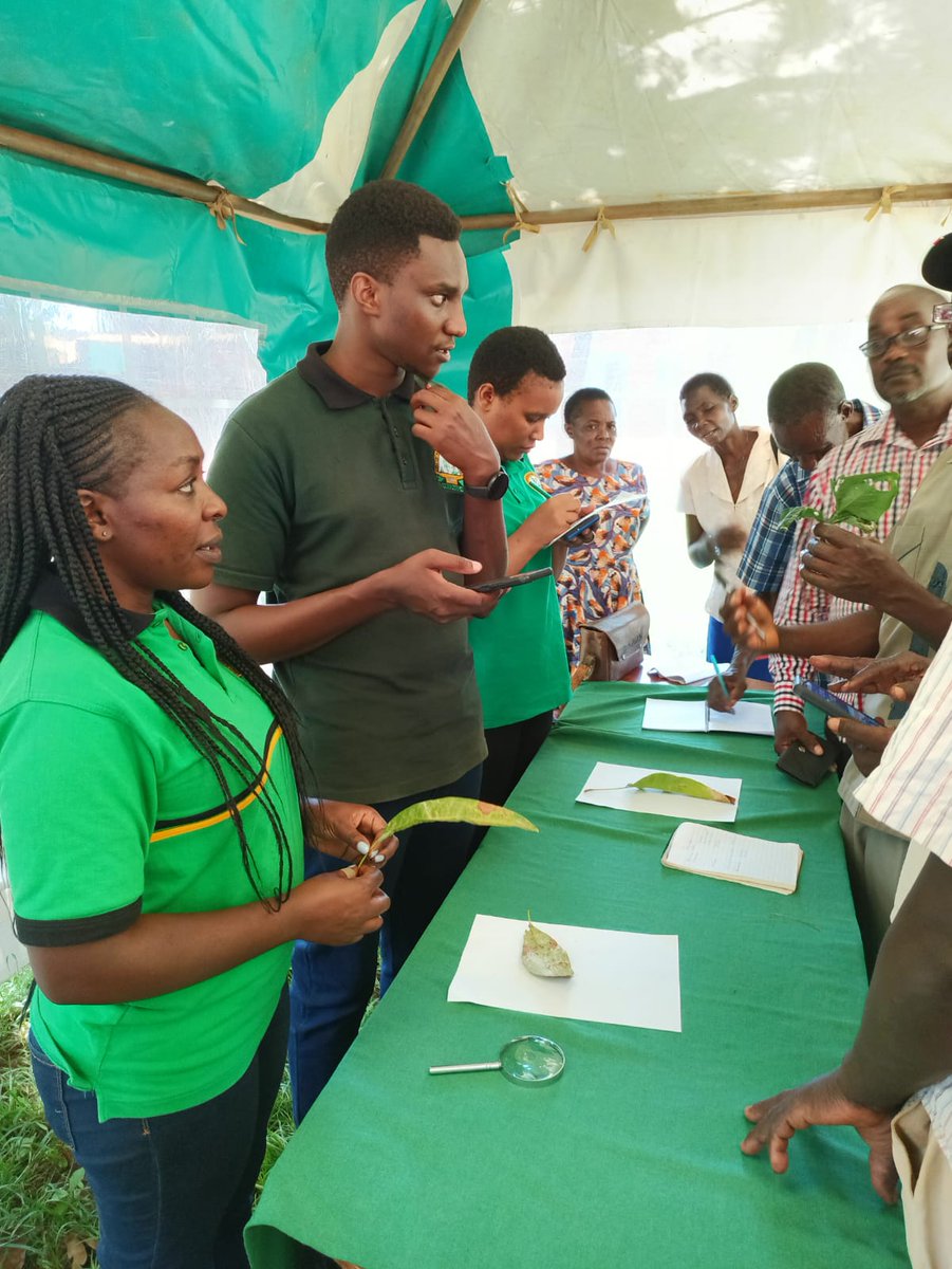 📢: A recap of International Day of #PlantHealth🌱 celebrations across #KEPHIS regional offices. 

📍: The #Embu office conducted #PlantClinics in #TharakaNithi with local farmers to provide diagnosis and give recommendations for integrated pest management (IPM).

<a href="/ippcnews/">IPPC | International Plant Protection Convention</a> <a href="/FAO/">Food and Agriculture Organization</a>