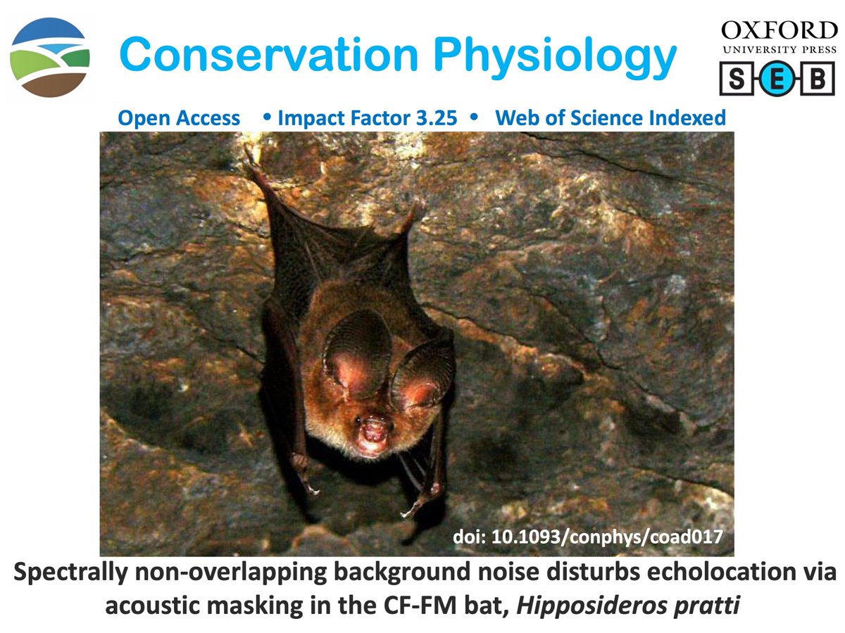 conphysjournal's tweet image. New in #ConPhys!

Spectrally non-overlapping background noise disturbs echolocation via acoustic masking in the CF-FM bat, Hipposideros pratti

Read more here:
academic.oup.com/conphys/articl…

#echolocation #noise #bats