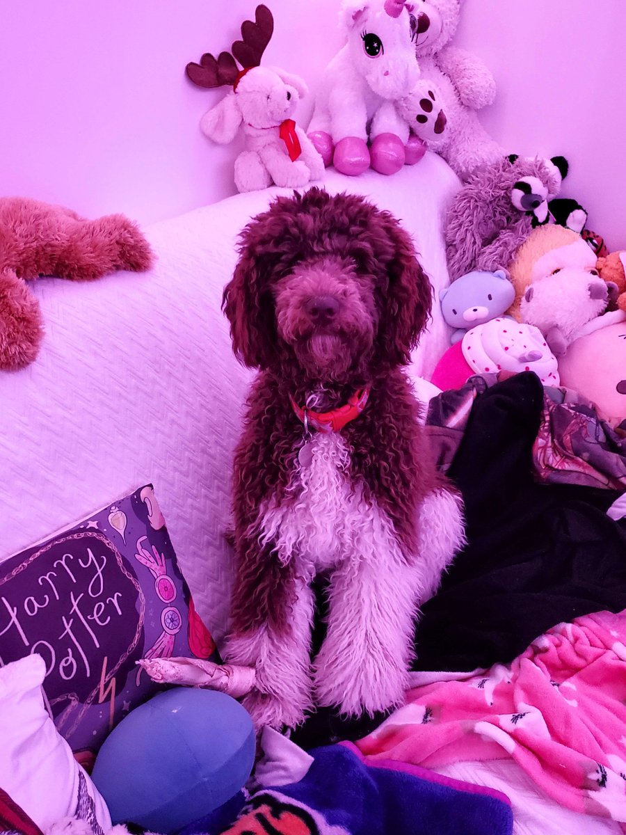 My little girl looks like a plushie here 🥰 She's getting her summer haircut soon!🐩