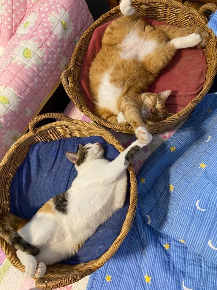 Why you should have a cat (@shouldhavecat) on Twitter photo 