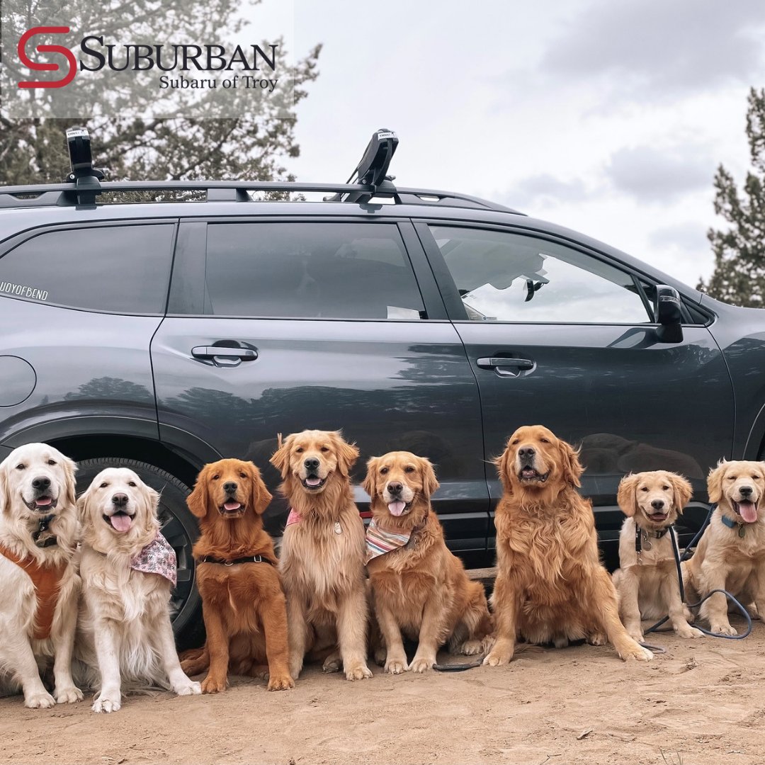 Happy #InternationalFamilyDay ! Comment 👋 if you’re a part of the Subaru Family.

#FamilyDay #TakeARide #GrabTheCrew #FamilyPets