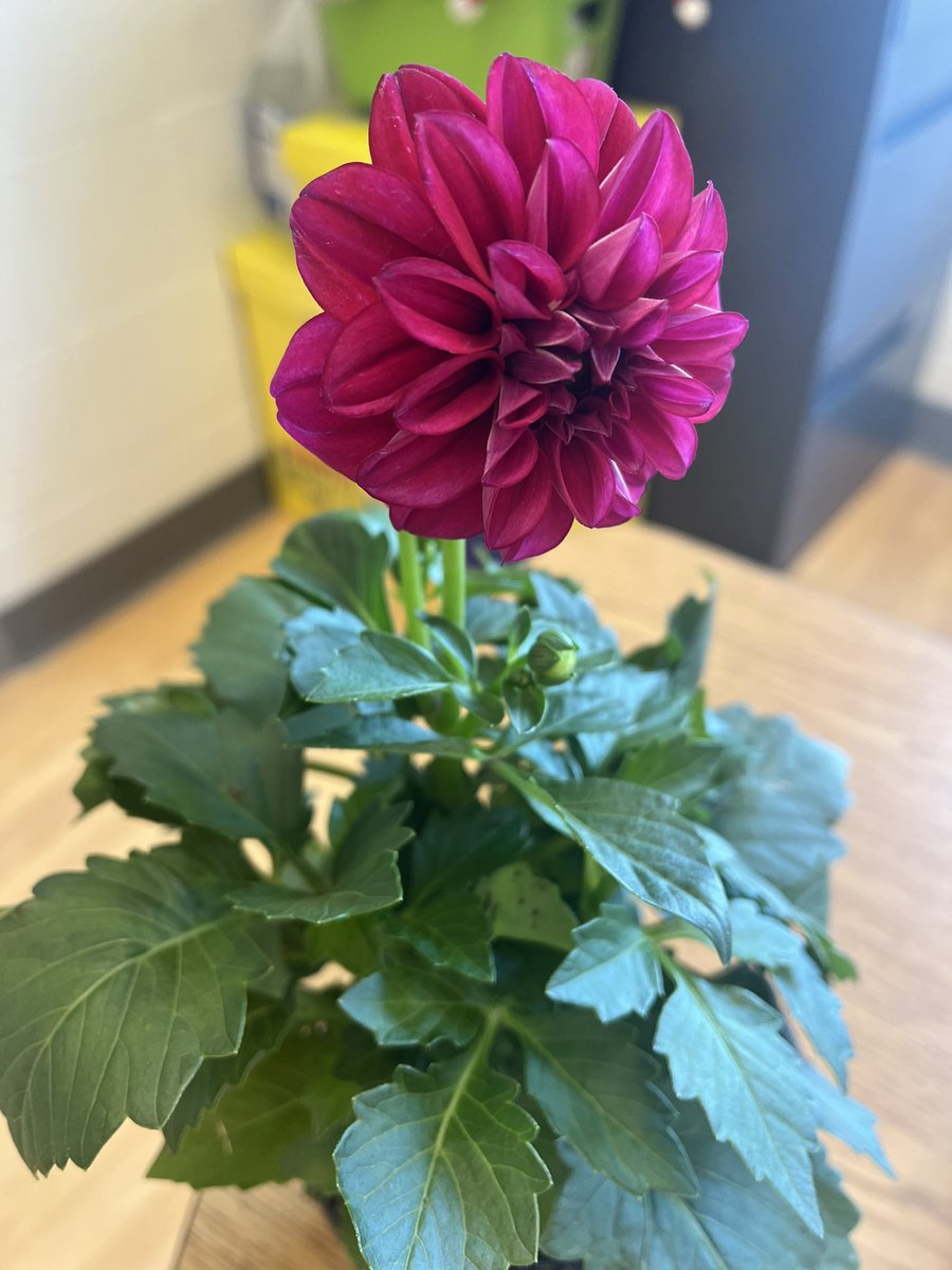 GiovencoP's tweet photo. So excited for our school wide planting day on May 26th ! @StEmily2015 https://t.co/84nA2qIgAu