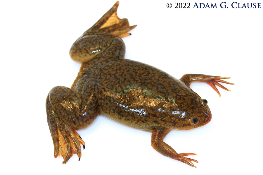 Research in vitro? 🧪 🐸 🧫

Cultured cell lines exist for 23 diverse amphibian species. 

Douglas (2023) reviews and encourages use of this amazing resource to further study host-pathogen interactions in declining species. 

amphibiaweb.org