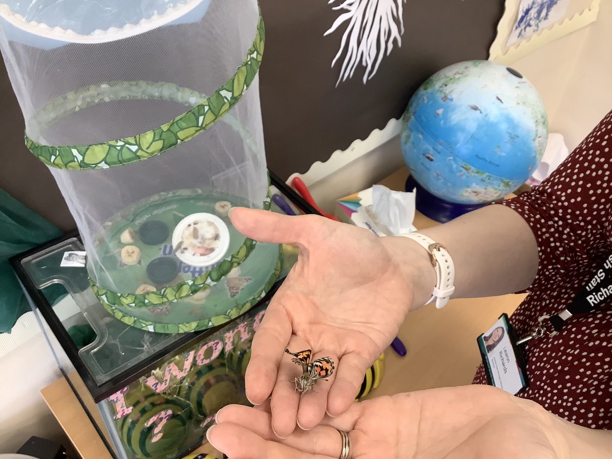 North Town Pippins tweet media