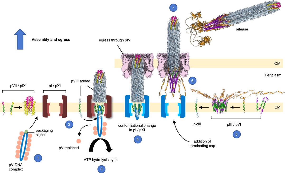 Scientists from @the_gold_lab report the #CryoEM structure of f1 filamentous #phage &amp; provide insights into the domains important in bacterial attack &amp; release of new viral progeny. 

<a href="/conners_becky/">Becky Conners</a> <a href="/rayenleonq/">Rayen Leon Quezada</a>  <a href="/MicroMassey/">Jasna Rakonjac</a> @LSIExeter <a href="/NatSciMassey/">Natural Sciences at Massey</a> 

nature.com/articles/s4146…
