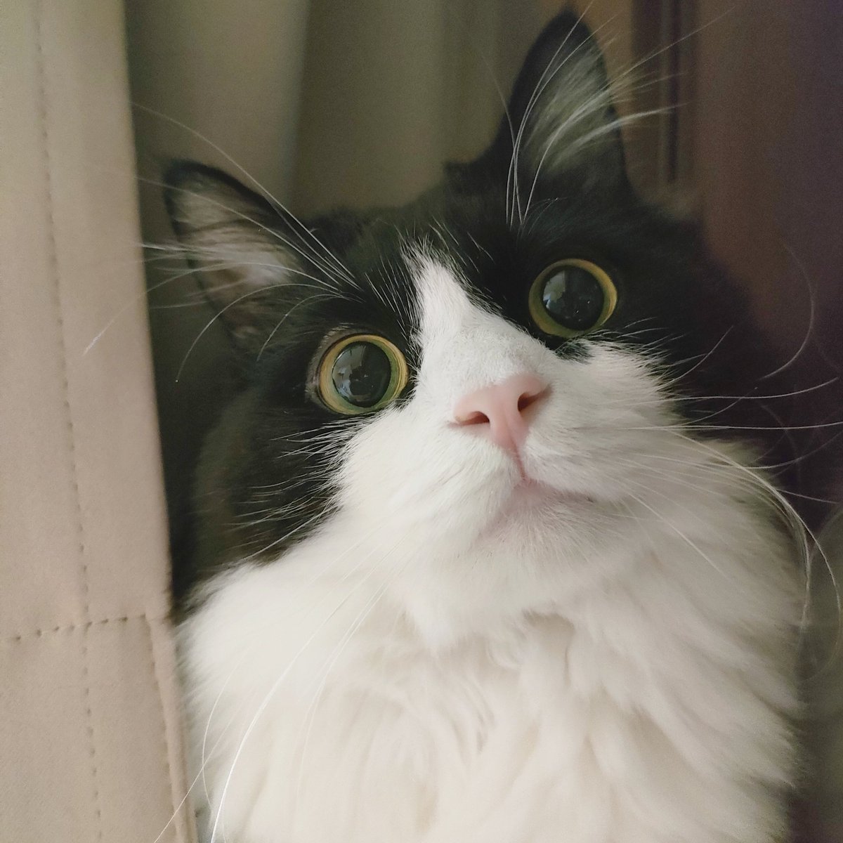 GologoloD's tweet image. ←かわいい　かっこいい→
どっち派？

#猫好き #アンケート調査